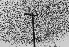 Vintage Pájaros en el Poste, Carretera [Birds on the Post, Highway], Guanajuato, 1990