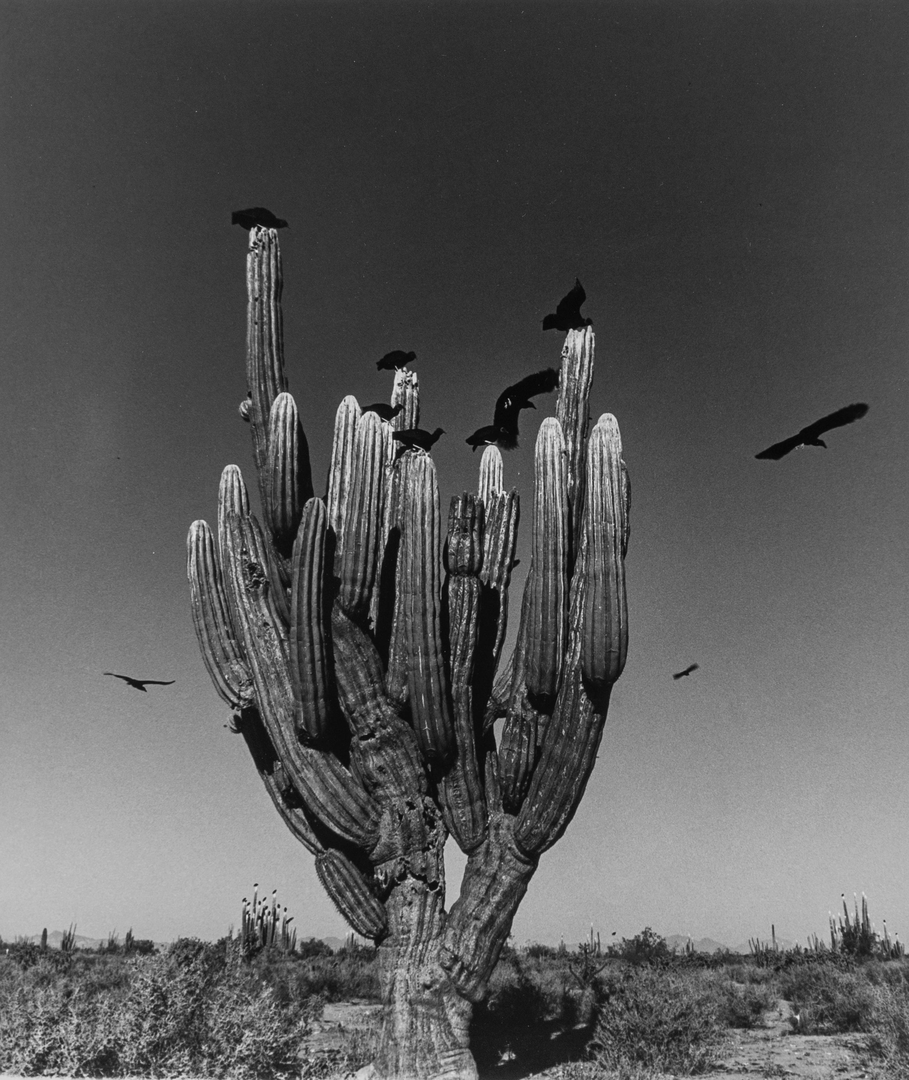 Saguaro, désert de Sonoran, 1979 - Graciela Iturbide (Noir et blanc)
Signé au dos
Tirage à la gélatine argentique
14 x 11 pouces

La photographie de Graciela Iturbide tourne autour des thèmes de la spiritualité, du rituel et du symbolisme