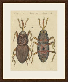 Unter dem Mikroskop vergrößerter Getreidekäfer, antiker Bertuch-Stich, um 1815