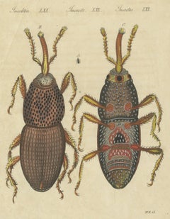 Unter dem Mikroskop vergrößerter Getreidekäfer, antiker Bertuch-Stich, um 1815