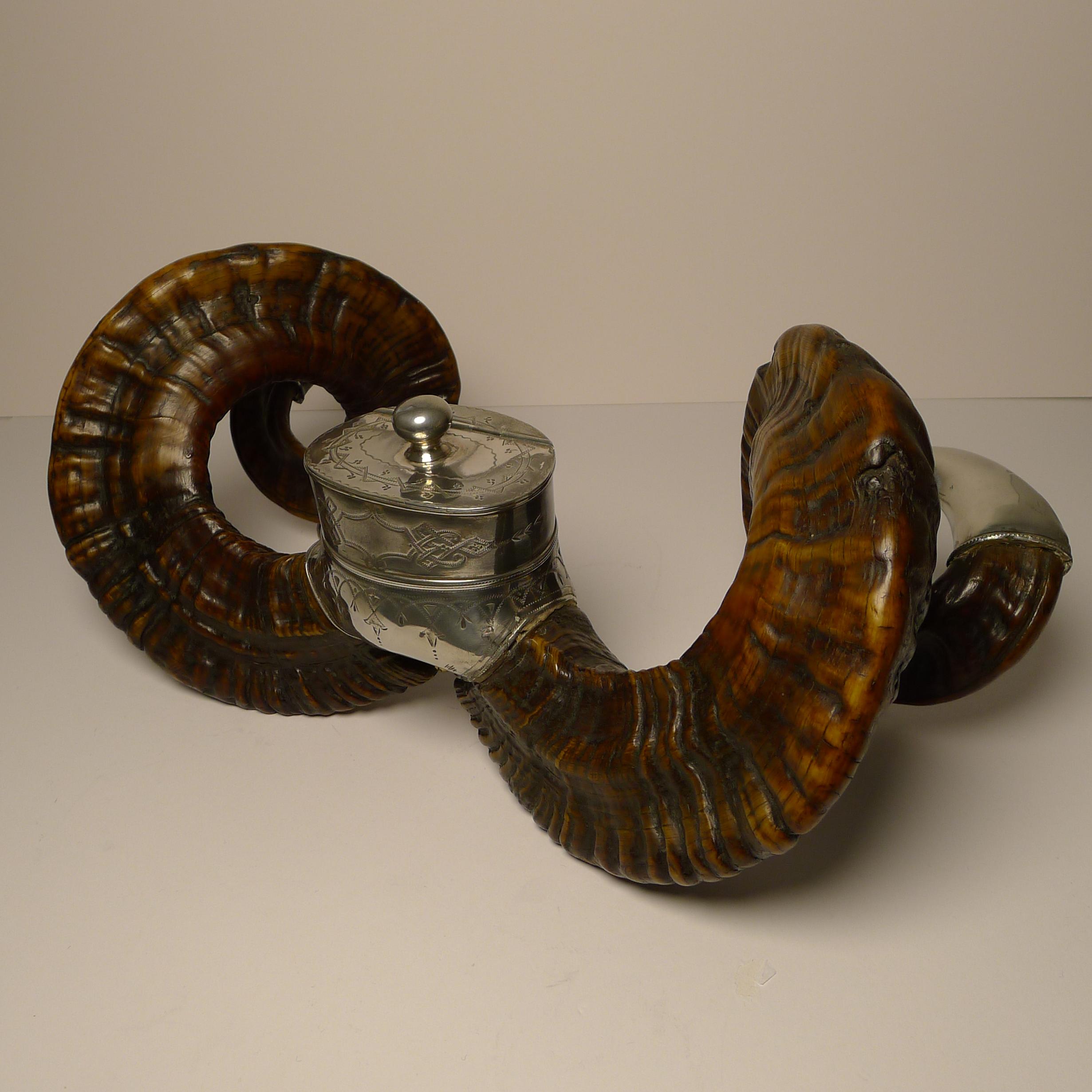 Grand Antique Scottish Ram's Horn Snuff Mull c.1880 In Good Condition In Bath, GB