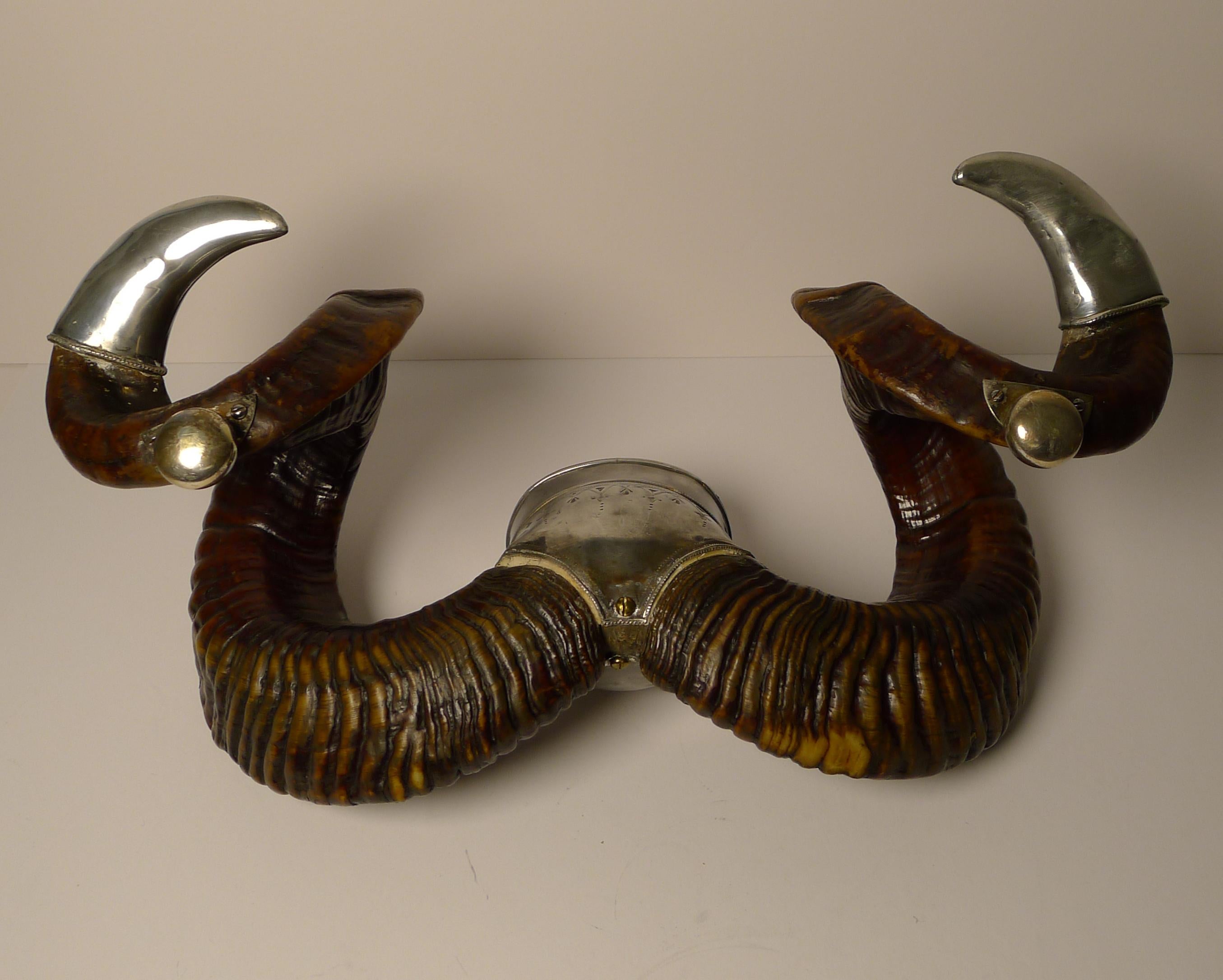 Grand Antique Scottish Ram's Horn Snuff Mull c.1880 1