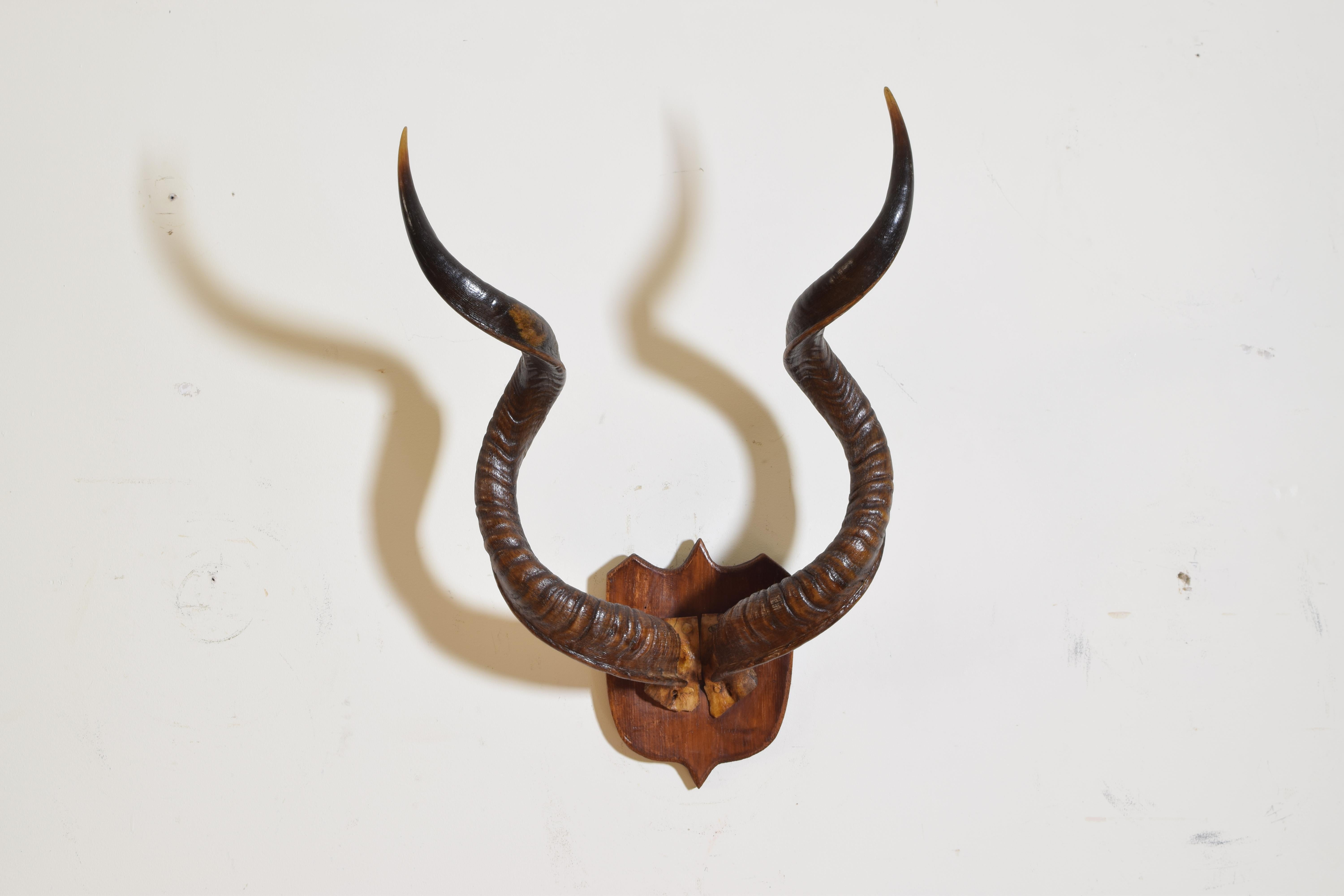 The horns and partial skull mounted on a shield form and double pointed backplate of oak, the kudu, two species of spiral-horned antelopes (tribe Tragelaphini, family Bovidae). The very large greater kudu (Tragelaphus strepsiceros) is common in