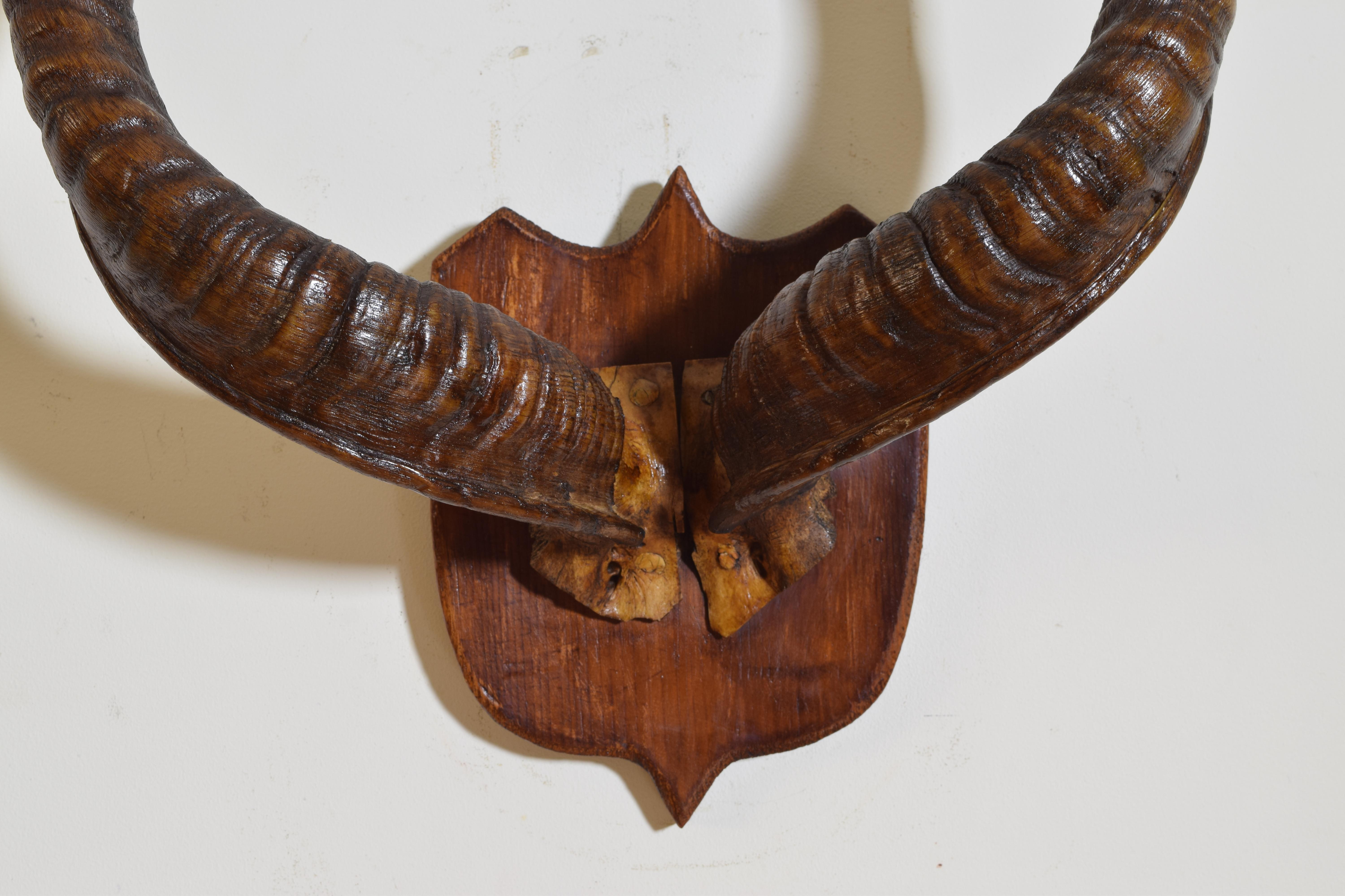 Grand Kudu Mount, Africa, Early 20th Century In Good Condition In Atlanta, GA