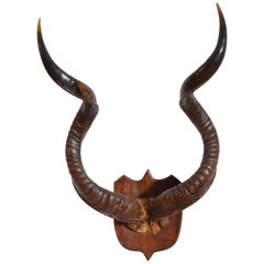 23" African Kudu Antelope Skull Replica Wall Hanging Plaque Statue Twisted Horns