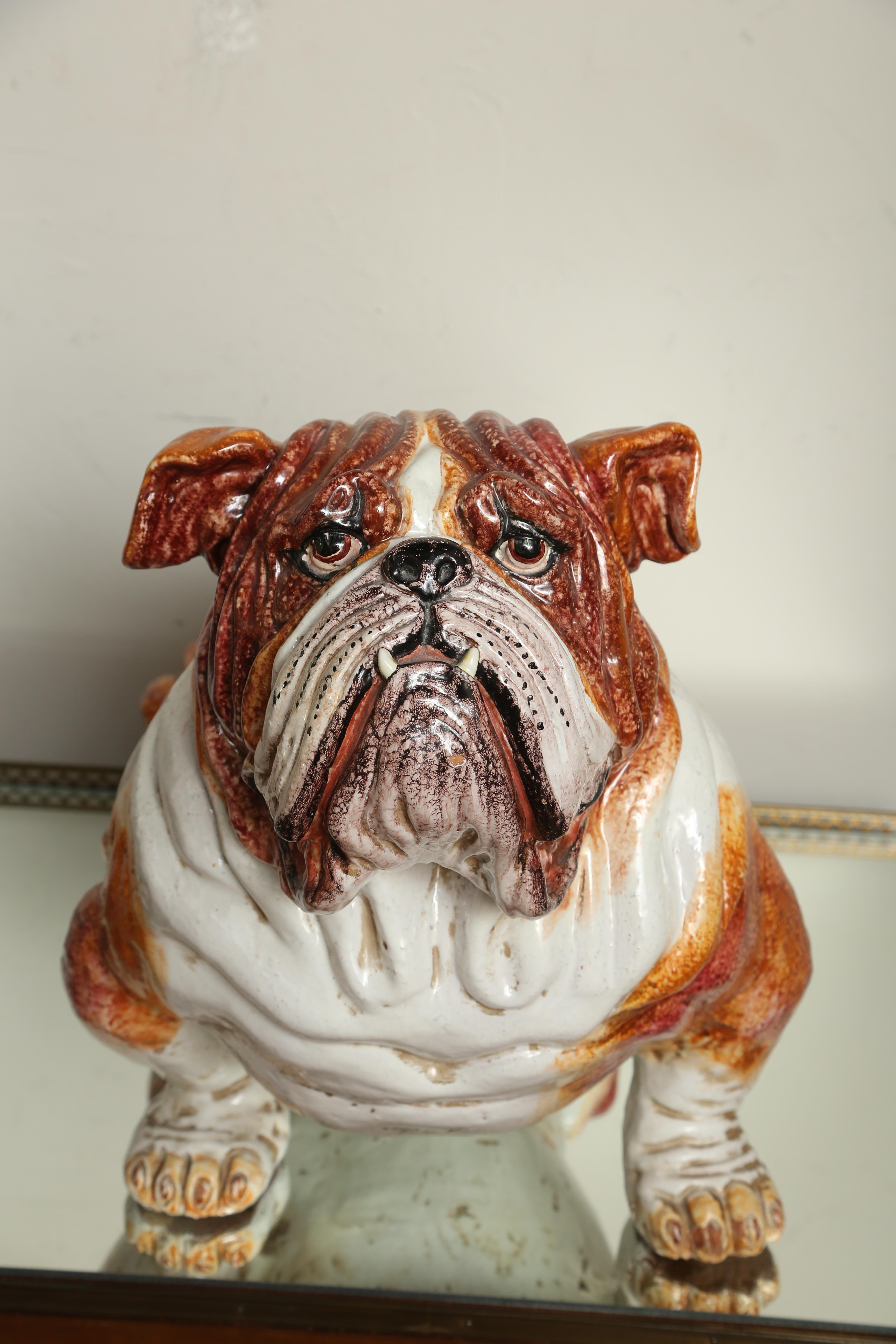 Very large imposing terracotta bull dog made in Italy.