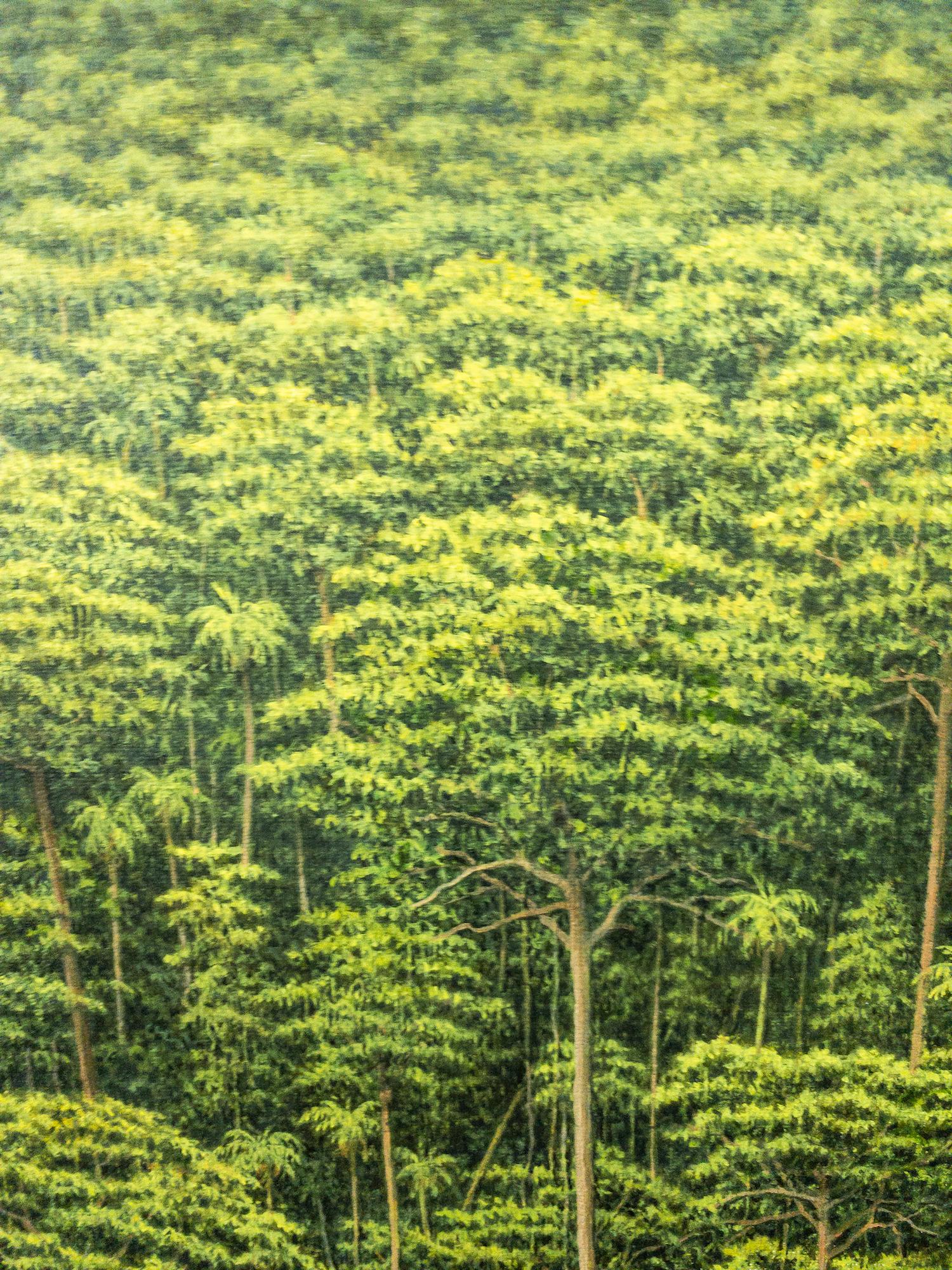 Celebration of a New Day di Gérard Priault - Quadro della foresta pluviale tropicale, alberi in vendita 4