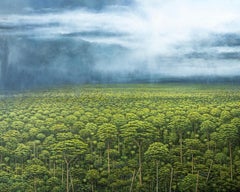 Celebration of a New Day by Gérard Priault - Tropical rainforest painting, trees