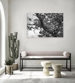 "Beautiful Beast"- Black and White Wildlife Photography, Leopard, South Africa