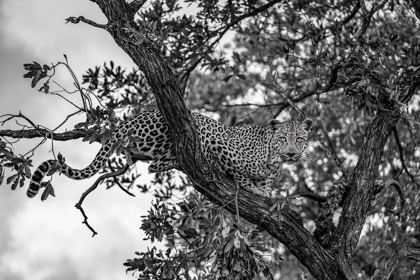 Black and White Photograph Gürdal Bibo - « Belle bête » - Photographie de faune noire et blanche, léopard, Afrique du Sud 