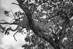 "Beautiful Beast"- Black and White Wildlife Photography, Leopard, South Africa 
