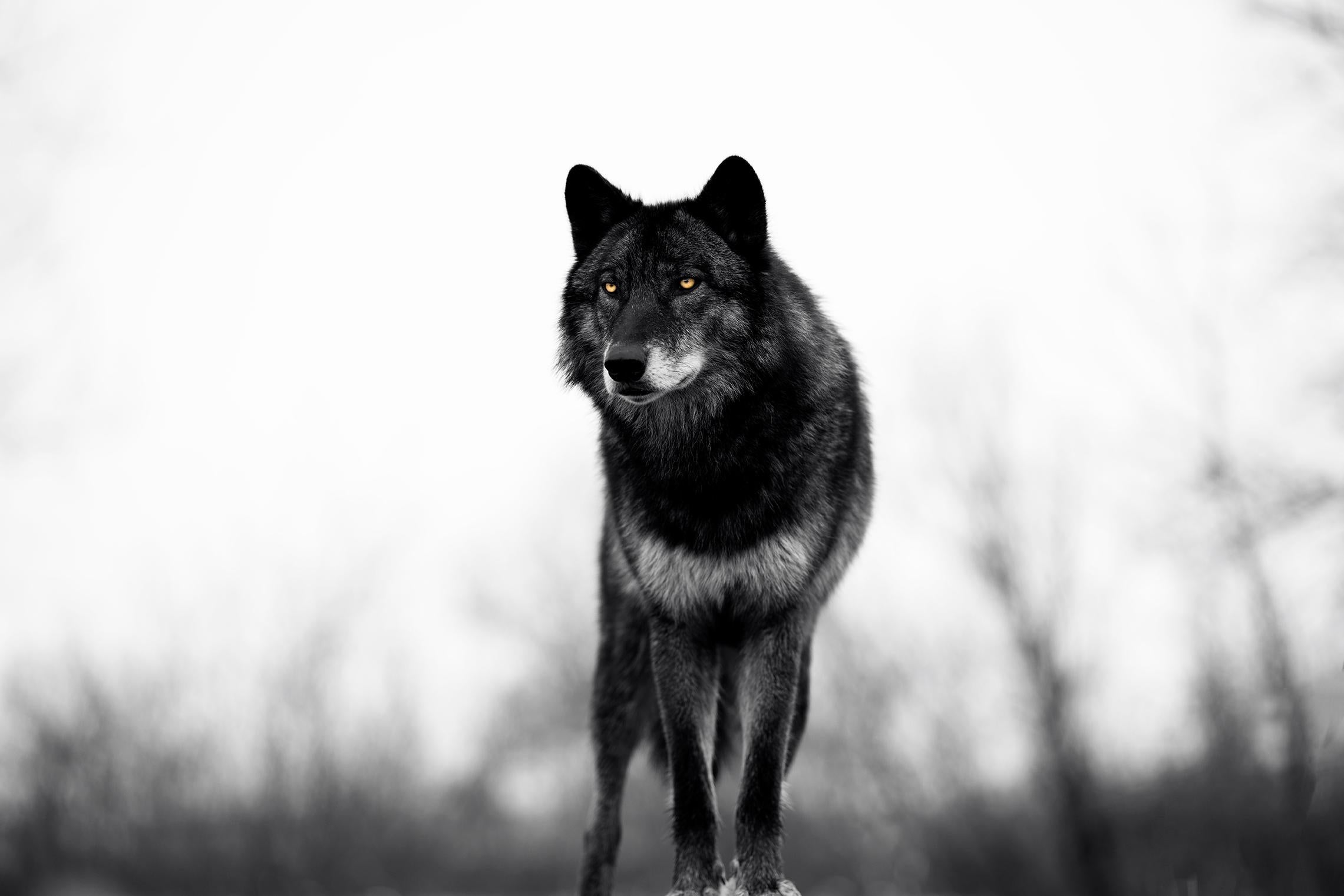 Gürdal Bibo Black and White Photograph - "Big Bad Wolf"- Black and White Wildlife Photography, Lone Wolf