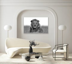 "Black & Gold"- Black and White Wildlife Photography, Lion in Africa