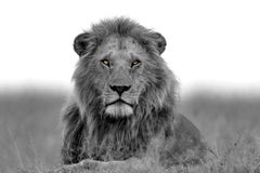 "Black & Gold" - Photographie de faune en noir et blanc, Lion en Afrique
