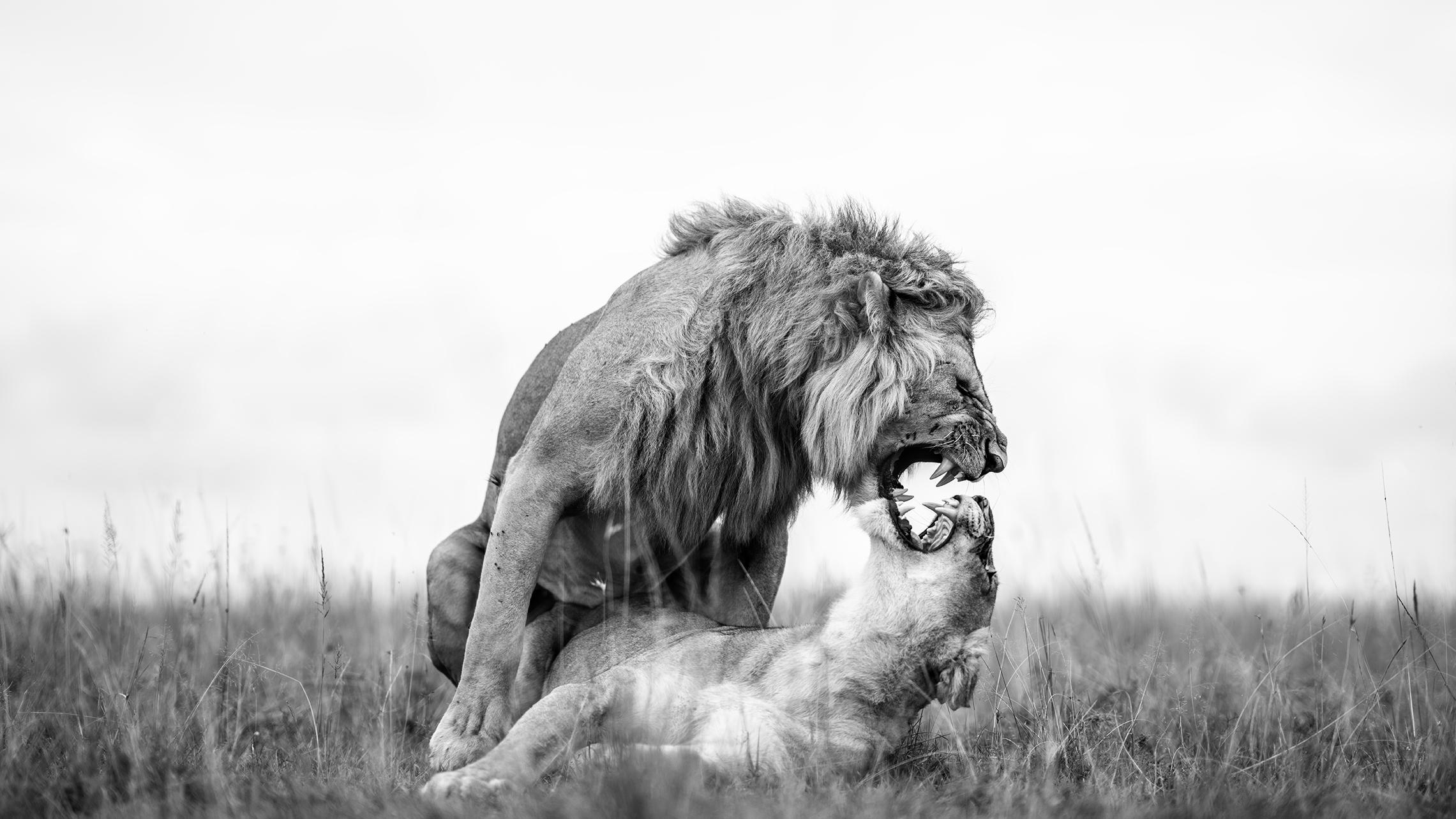 Black and White Photograph Gürdal Bibo - "Fireworks" - Photographie de faune noire et blanche, lions en Afrique 