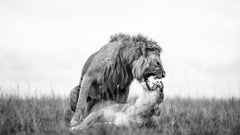 "Fireworks"- Black and White Wildlife Photography, Lions in Africa 