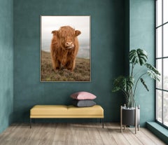 "Fluffy"- Colorful Animal Photography, Highland Cow, Scotland