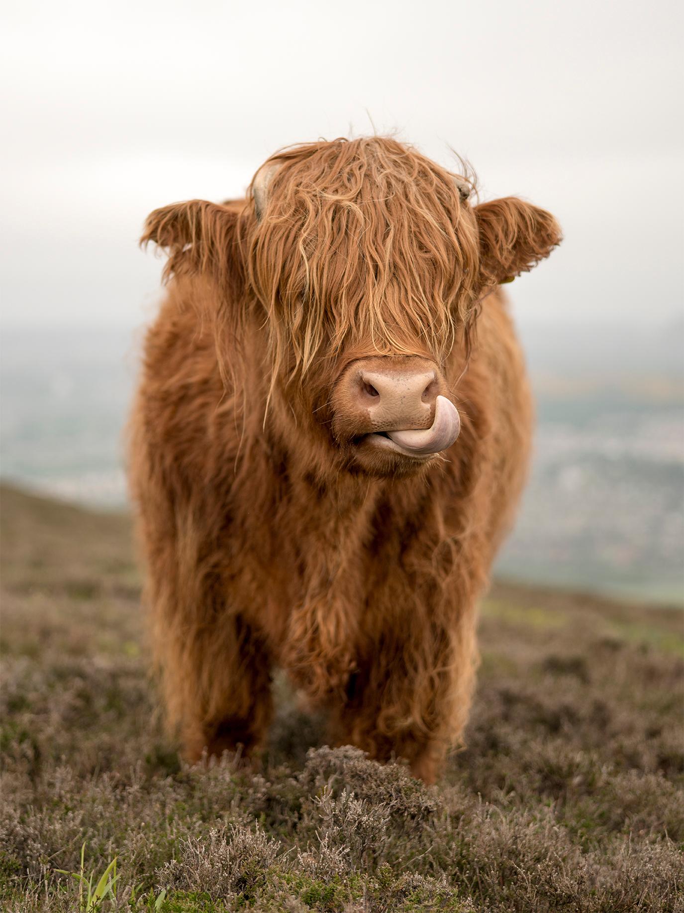 Gürdal Bibo Color Photograph - "Fluffy"- Colorful Animal Photography, Highland Cow, Scotland