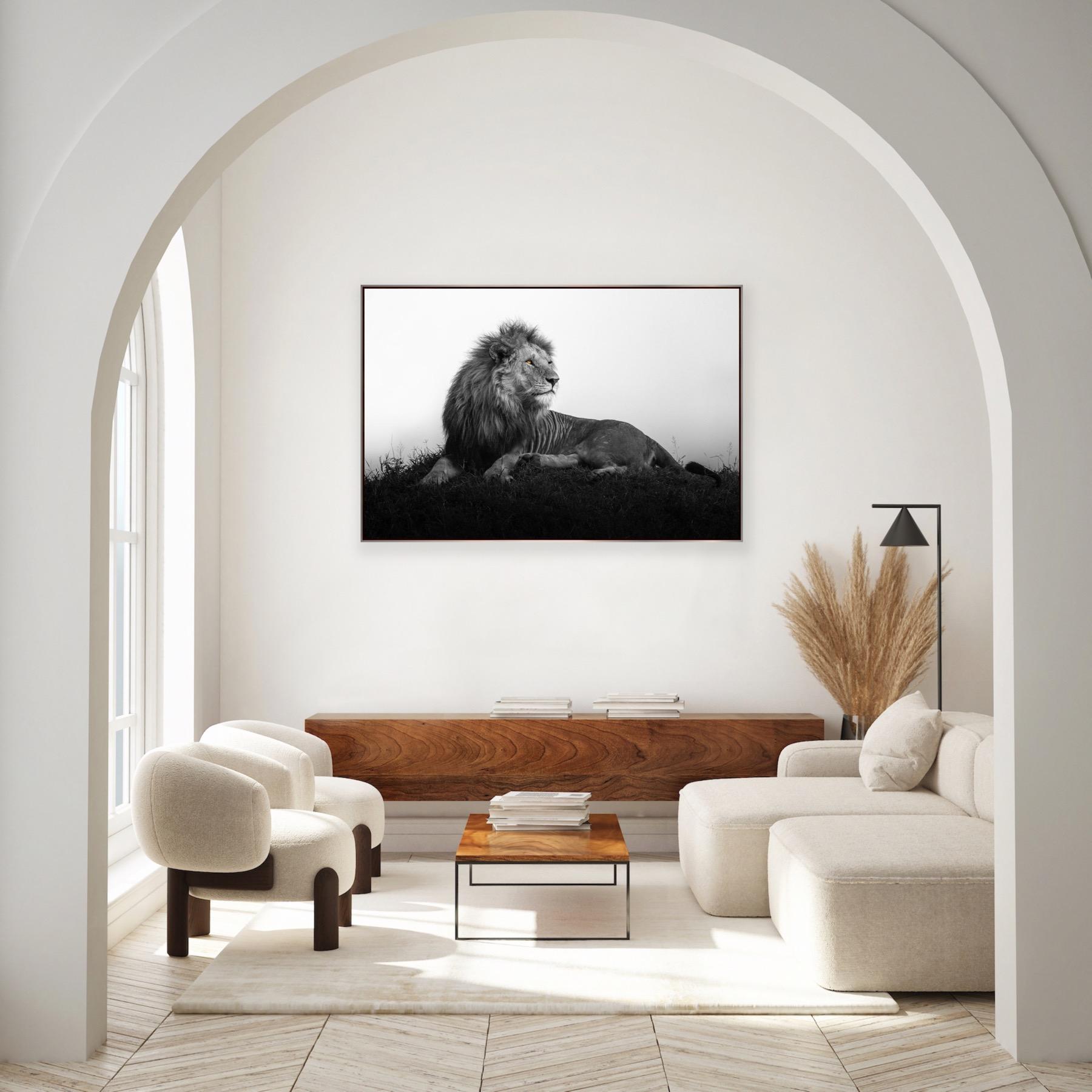 „King Olobor“ – Majestätlicher Löwe in Afrika – Photograph von Gürdal Bibo