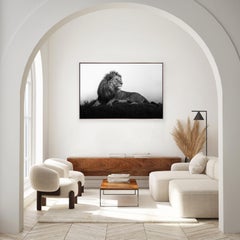 "King Olobor"- Majestic Lion in Africa