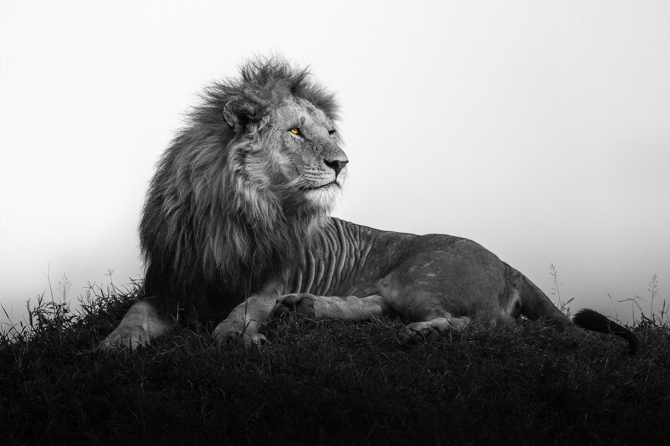 Gürdal Bibo Black and White Photograph - "King Olobor"- Majestic Lion in Africa