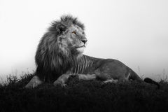 „King Olobor“ – Majestätlicher Löwe in Afrika