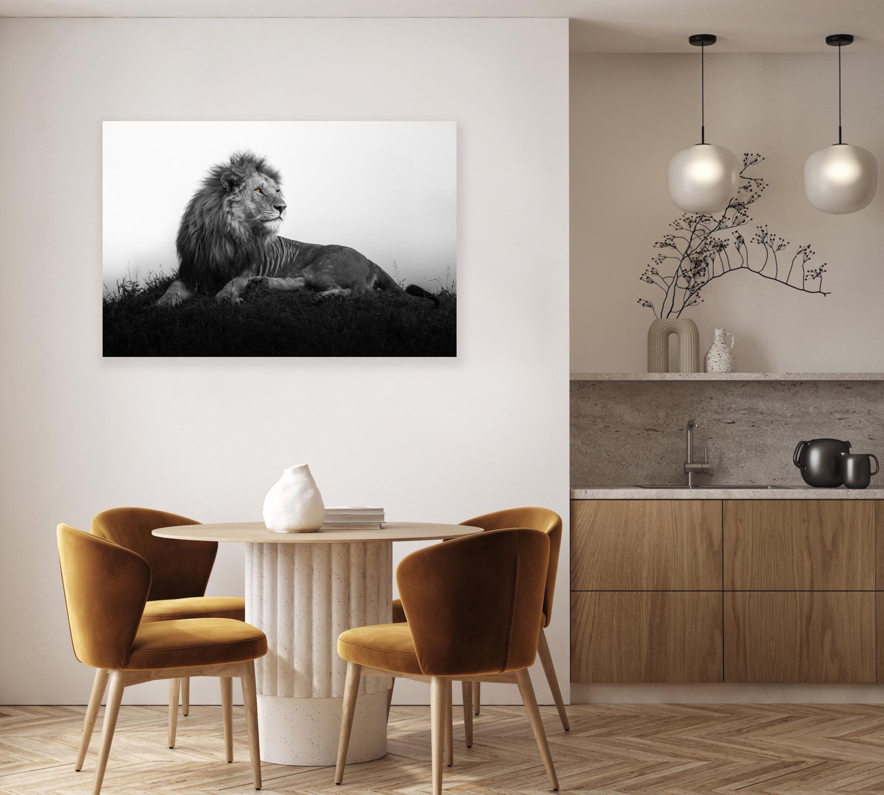Der Superstar der Masai Mara, Olobor, ruht in seiner ganzen Pracht auf einer Hügelspitze. Dies ist das zweite Jahr, in dem ich diese majestätische Kreatur fotografiert habe, und jedes Mal, wenn ich ihn sehe, wird er noch schöner. 

Gedruckt auf