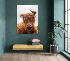 "Mad Cow"- Colorful Animal Photography, Highland Cow, Scotland