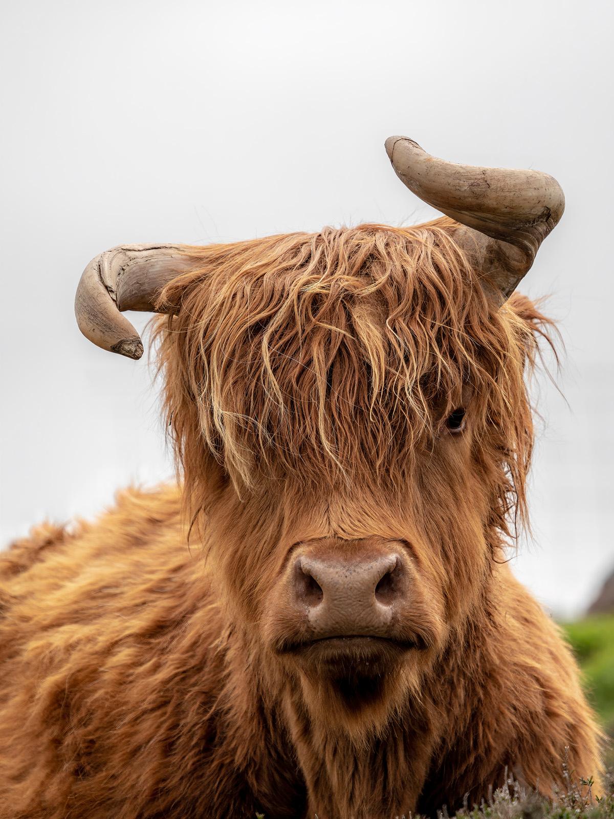 Gürdal Bibo Color Photograph - "Mad Cow"- Colorful Animal Photography, Highland Cow, Scotland