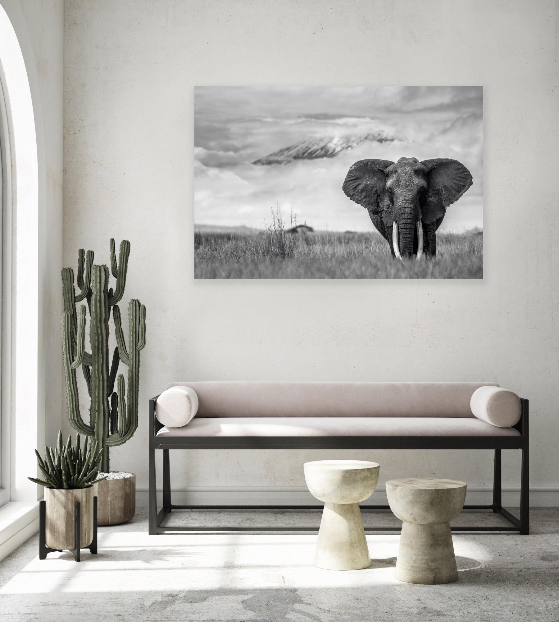 I visualized this shot so many times in my head before coming here, over and over again. A big tusker walking towards me with Kilimanjaro in the back. Piece of cake, right? Well, it wasn’t that easy! This was supposed to be the dry season but it