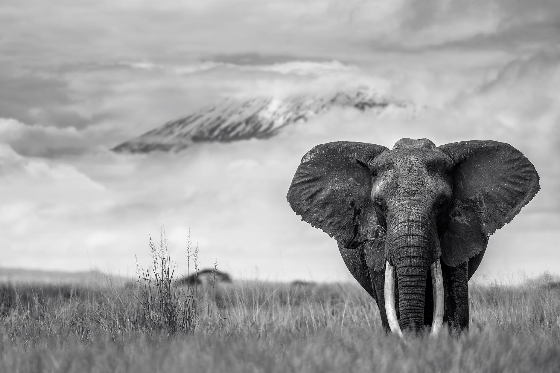 Gürdal Bibo Black and White Photograph - "Mammoth"- Massive African Elephant with Mount Kilimanjaro Backdrop