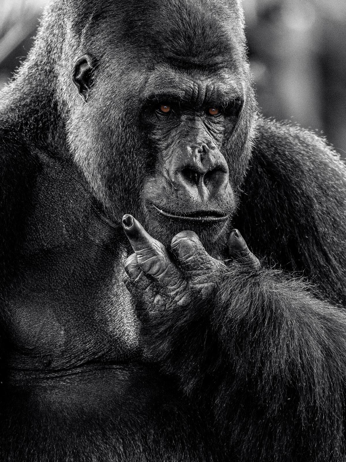 „NY Attitude“ – Schwarz-Weiß- Wildtierfotografie, Gorilla in Afrika