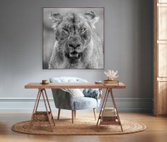 "Rihanna"- Black and White Wildlife Photography, Lion in Africa, Serengeti