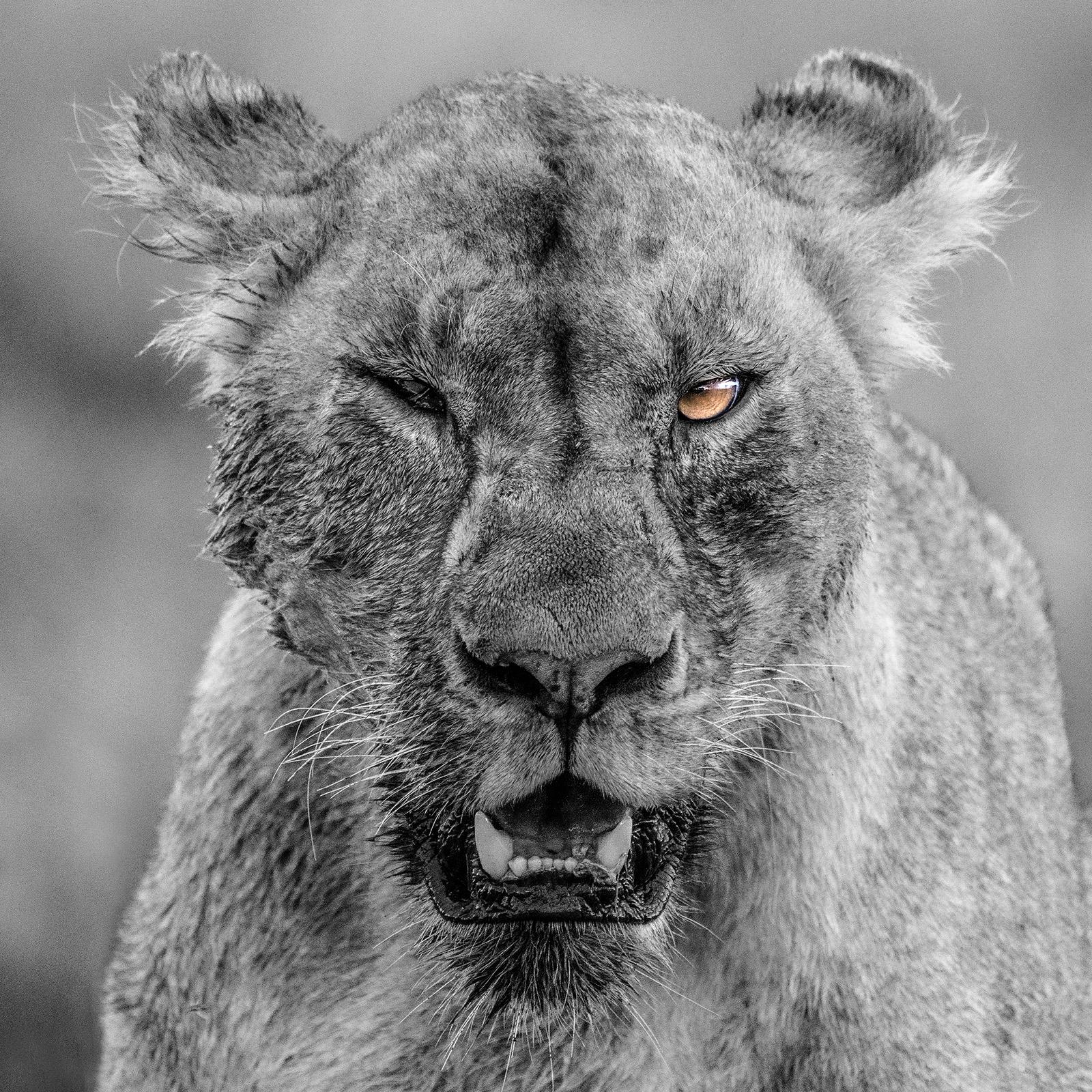 Black and White Photograph Gürdal Bibo - "Rihanna" - Photographie de faune noire et blanche, lion en Afrique, Serengeti 