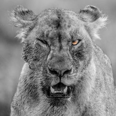 "Rihanna"- Black and White Wildlife Photography, Lion in Africa, Serengeti 