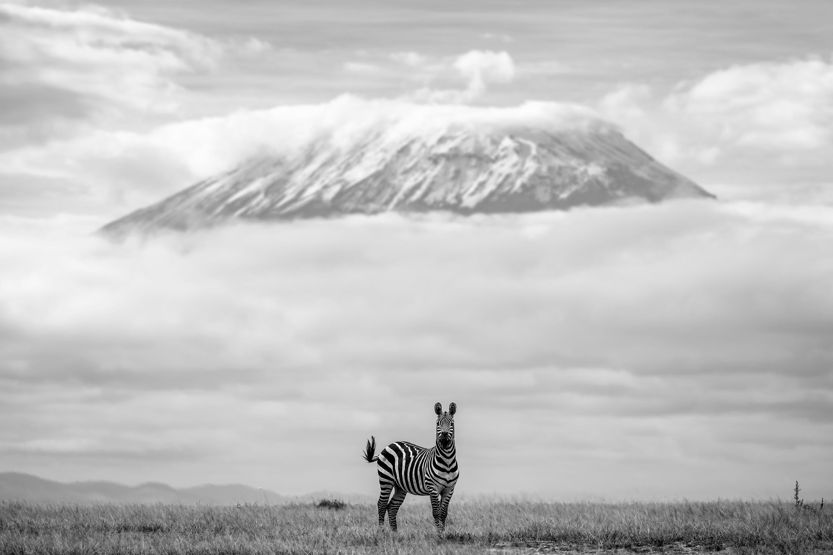 Gürdal Bibo Black and White Photograph - "Striped Pegasus"- Black and White Wildlife Photography, Zebra in Africa 