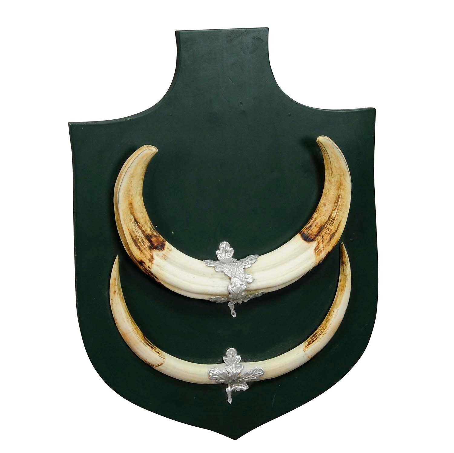 Great African Wart hog trophy mount on wooden plaque

A large vintage wild boar (Sus scrofa) trophy on wooden plaque with dark green finish. The trophy comes from the stately home of Palace Salem in South Germany and was shot in the late 20th