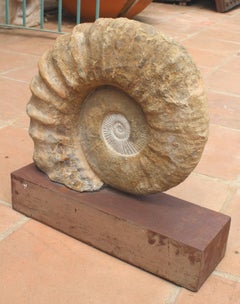 Great Ammonite Million Year Old Fossil on Iron Pedestal