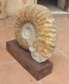 Great Ammonite Million Year Old Fossil on Iron Pedestal