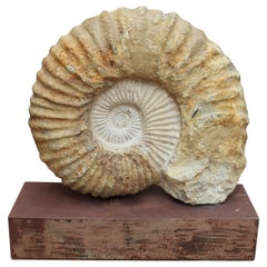 Great Ammonite Million Year Old Fossil on Iron Pedestal