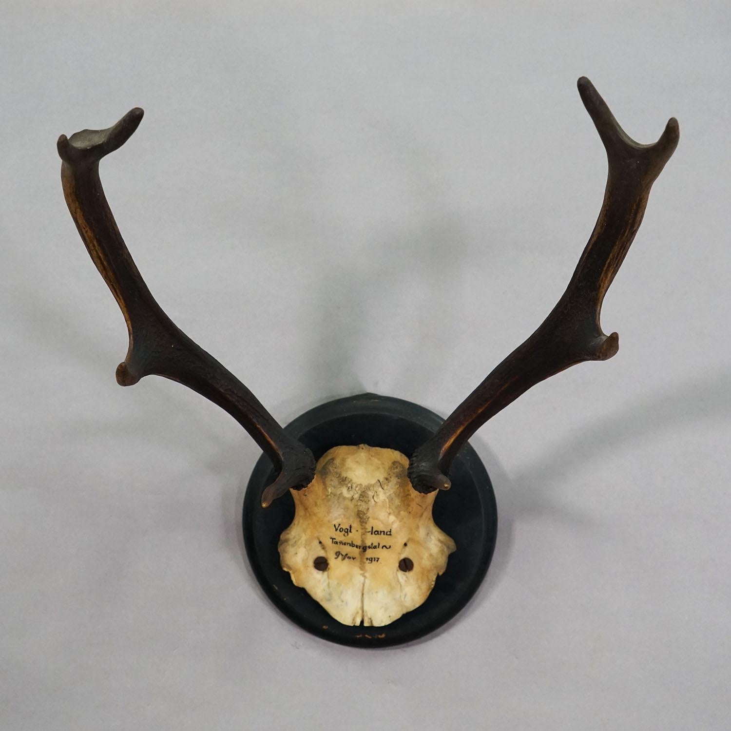 Grande trofeo antico di cervo su placca di legno, Germania 1917

Un antico trofeo di cervo a 8 punte (Cervus pyragus) montato su una placca di legno tornito. Il trofeo è stato girato a Vogtland, in Germania, nel 1917. Presenta un'iscrizione scritta