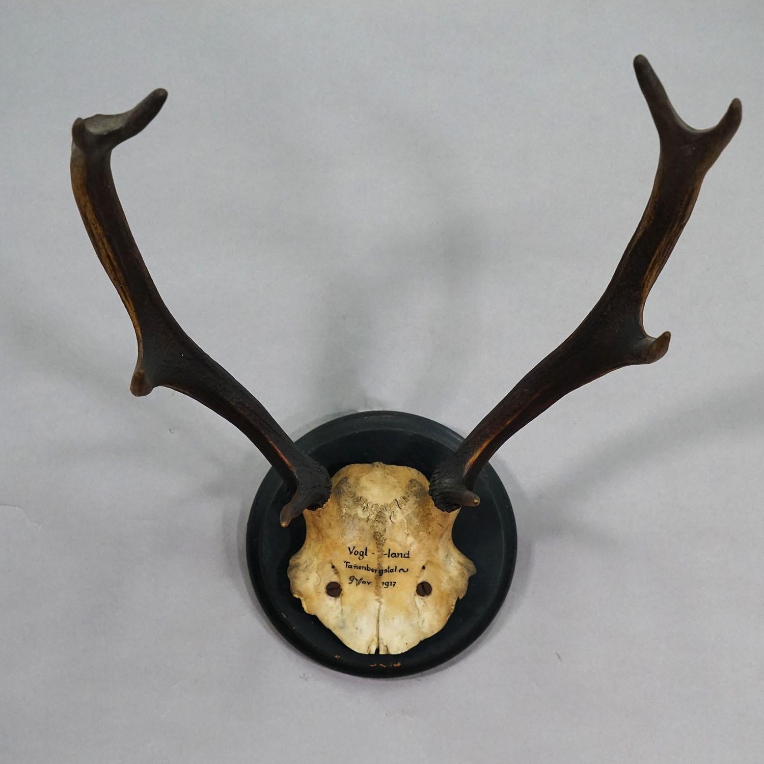 Foresta Nera Grande trofeo antico di cervo su placca di legno, Germania 1917 in vendita