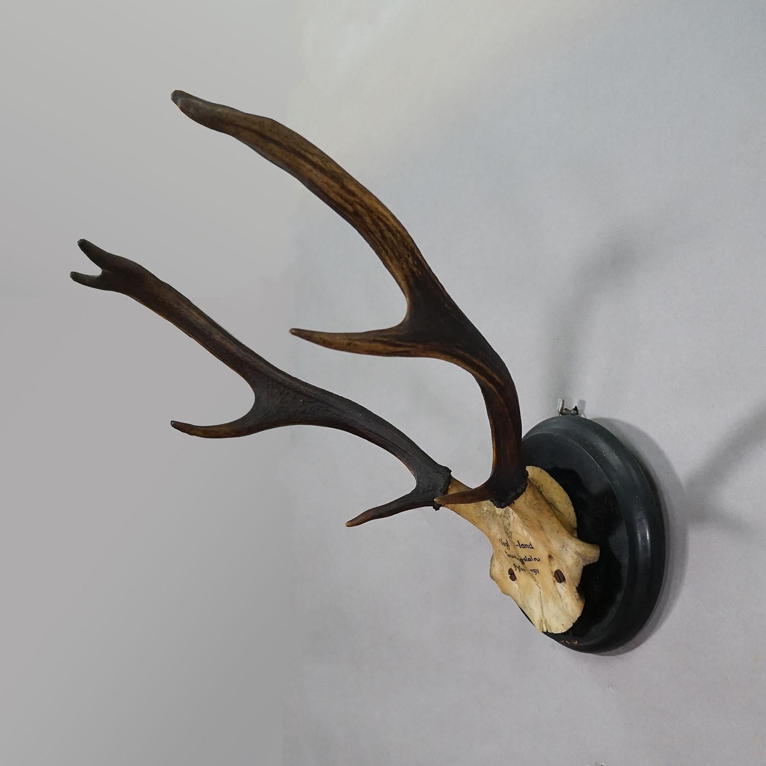 Tedesco Grande trofeo antico di cervo su placca di legno, Germania 1917 in vendita