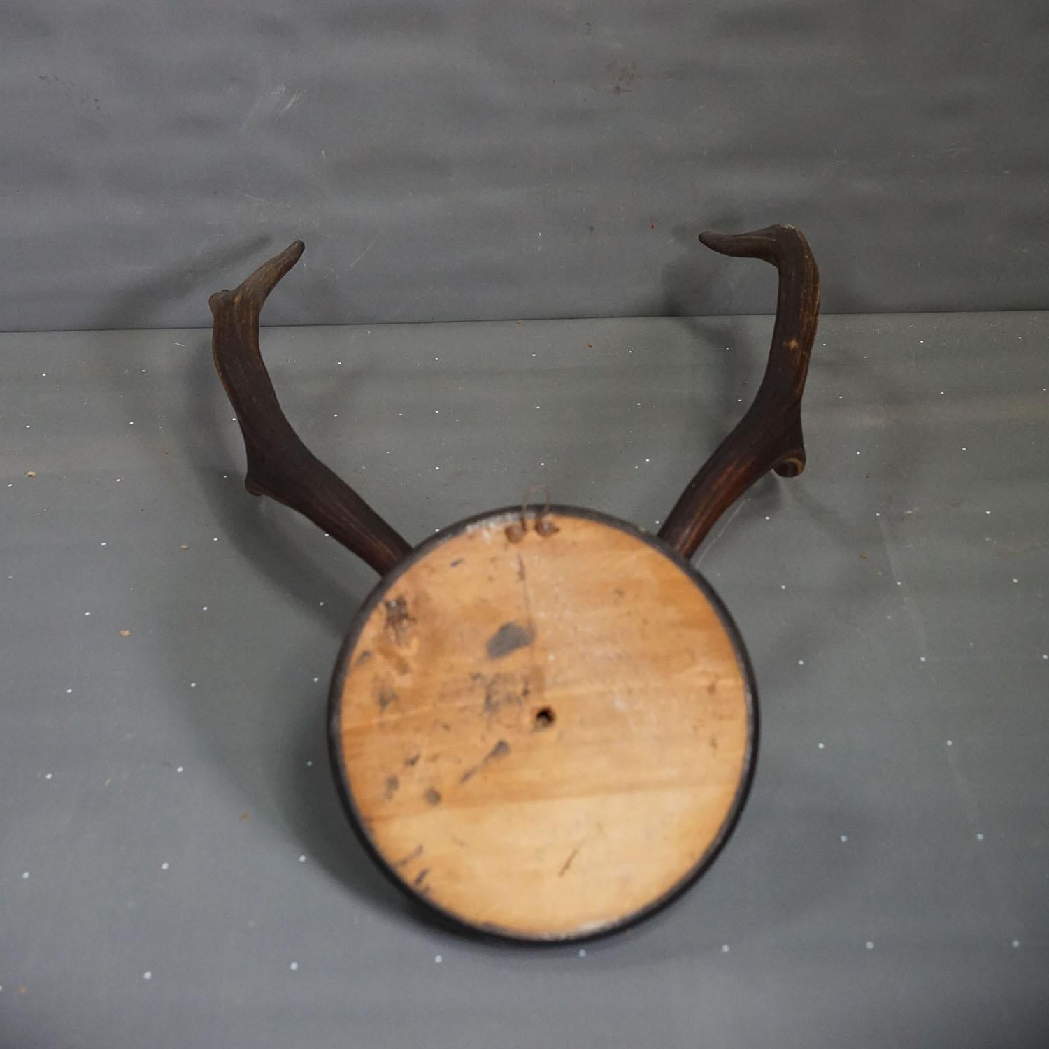 Inizio XX secolo Grande trofeo antico di cervo su placca di legno, Germania 1917 in vendita
