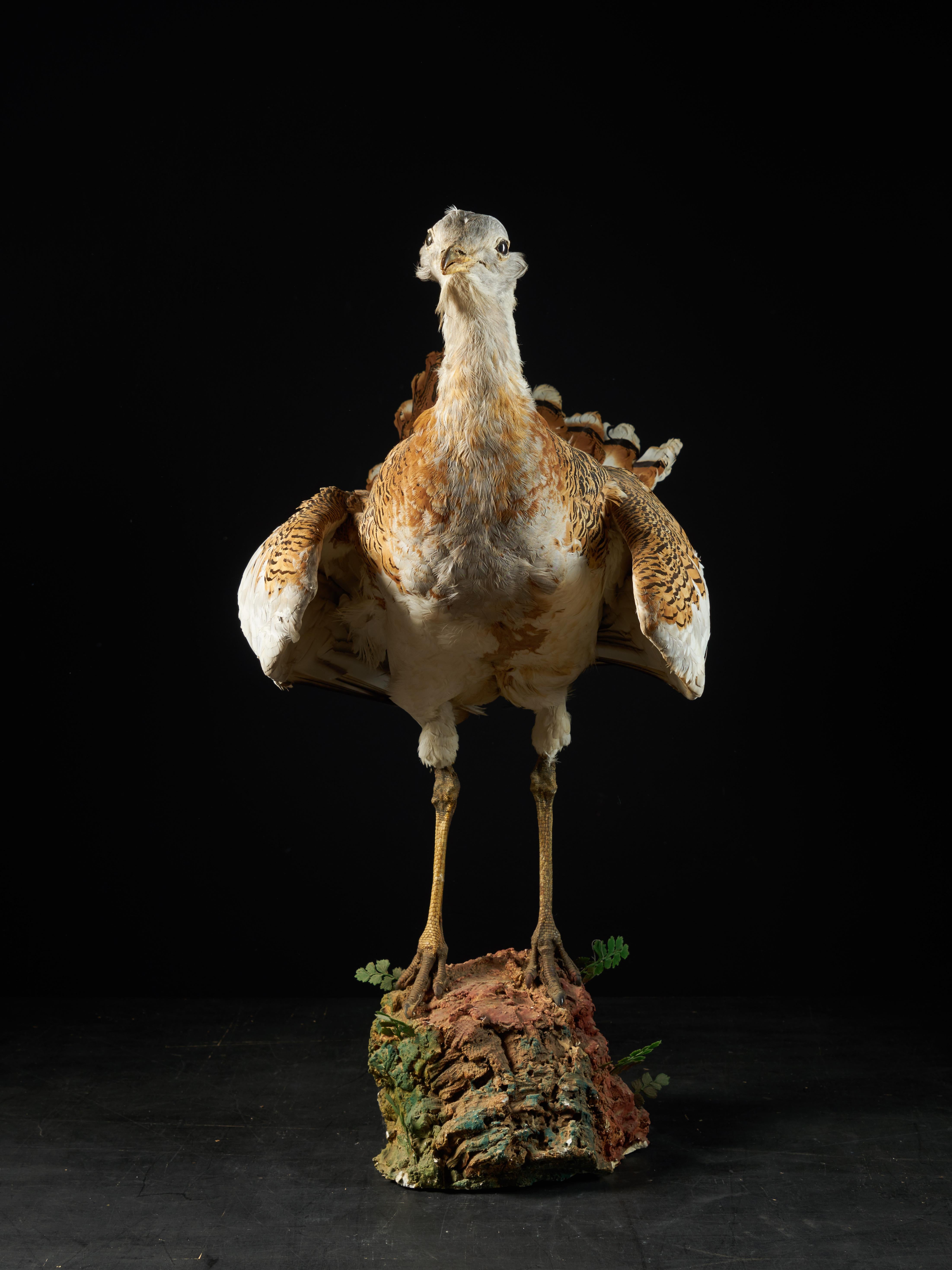 This is a taxidermy of a great bustard and was made in the second half of the 20th century. The bird is mounted on a rock in a resting position with its wings next to the body.