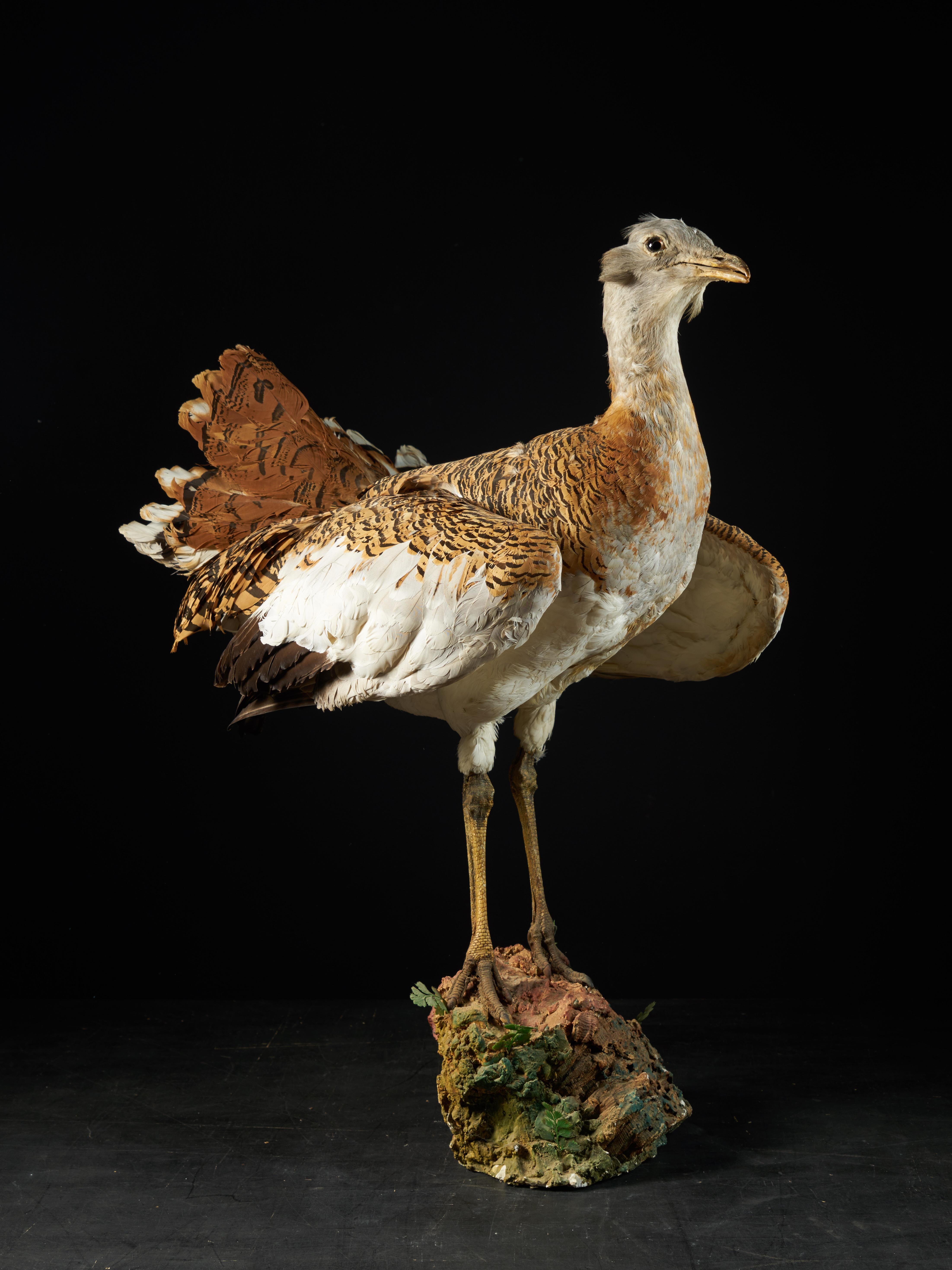 great bustard for sale