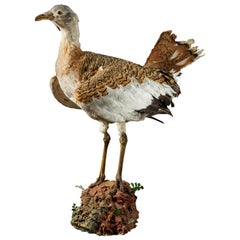 Great Bustard 'Otis tarda'