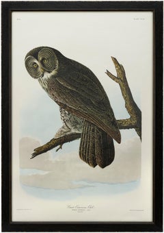Great Cinereous Owl Amsterdam Audubon Edition