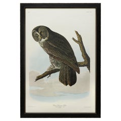 Great Cinereous Owl Amsterdam Audubon Edition