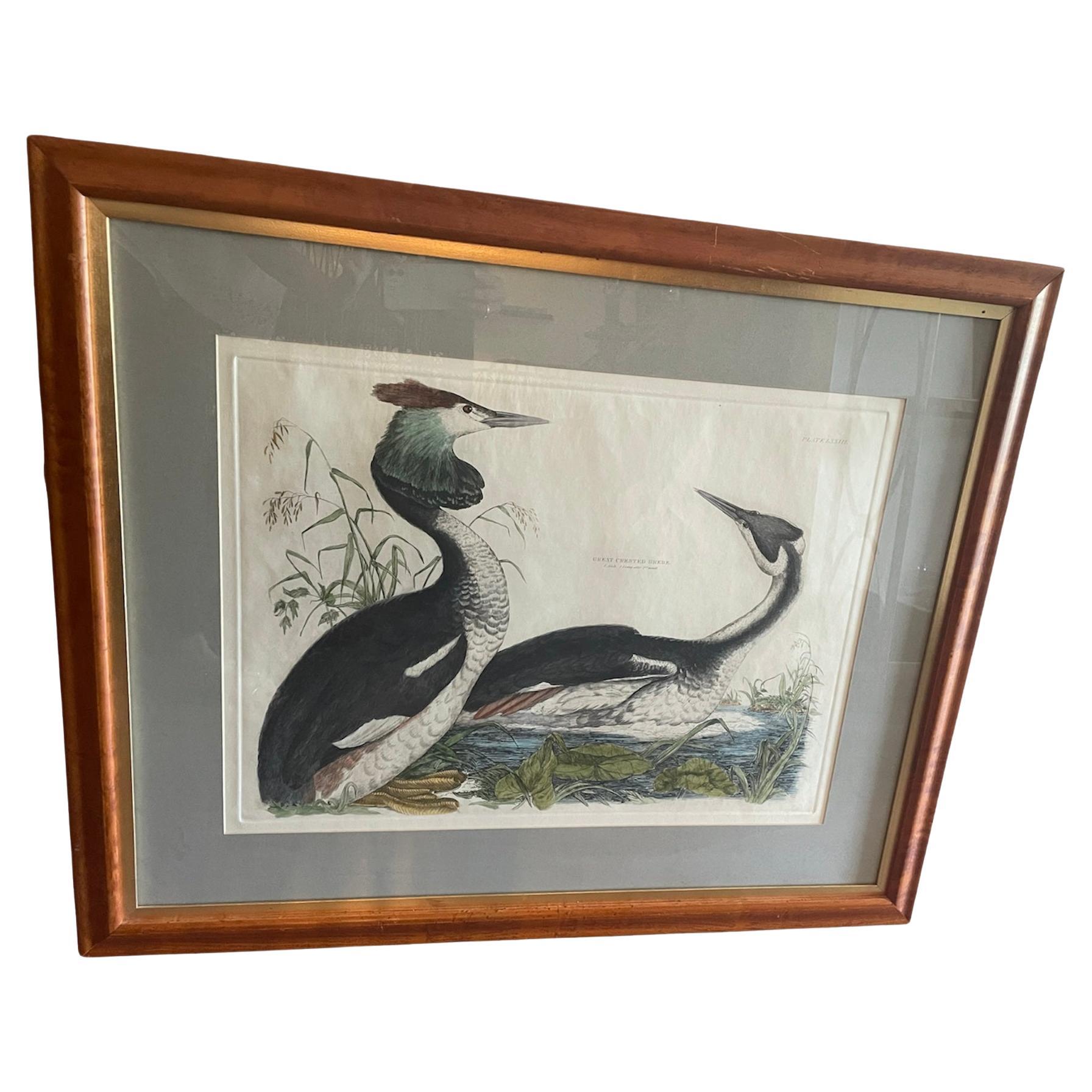 Great Crested Grebe by Prideaux John Selby For Sale